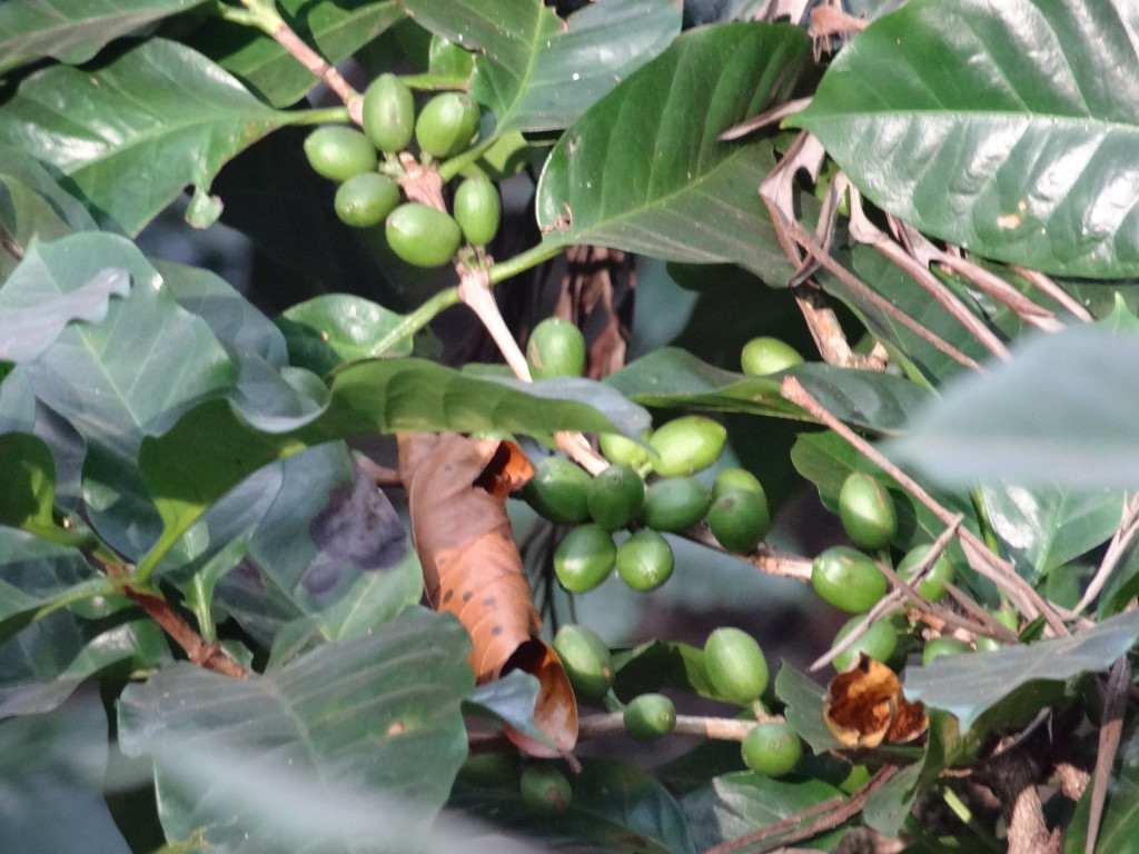 Coffe plantations in Aruku