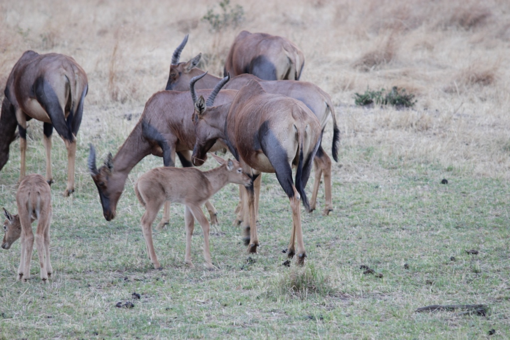 Topi with baby antelope