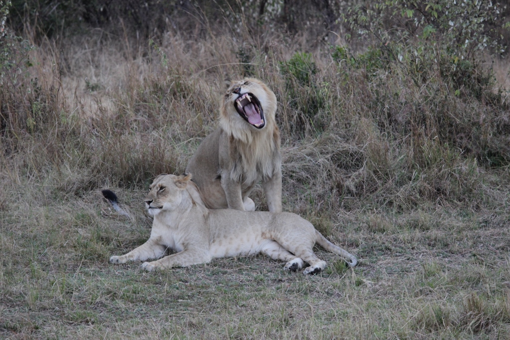 African Lion