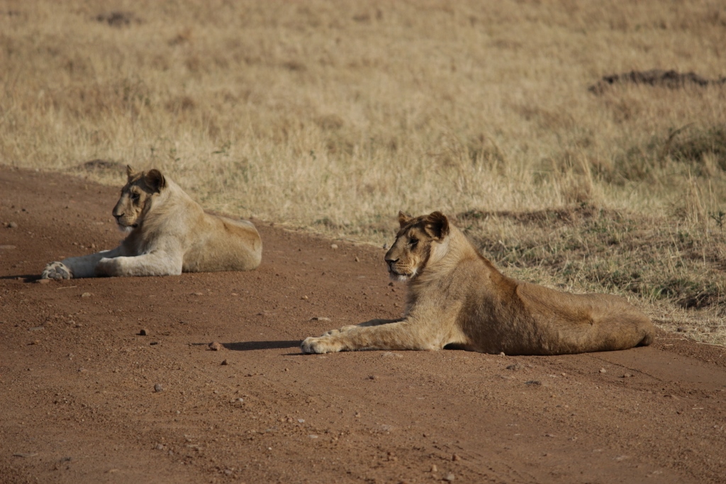 Lions lazing around on the road