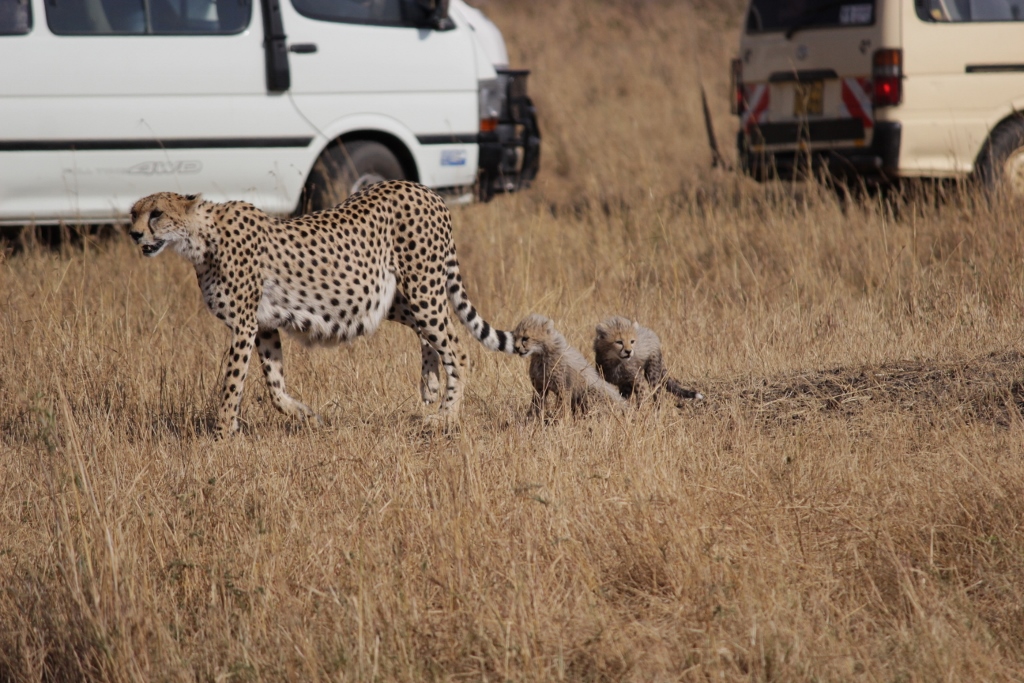 Cheetah mom with her kids