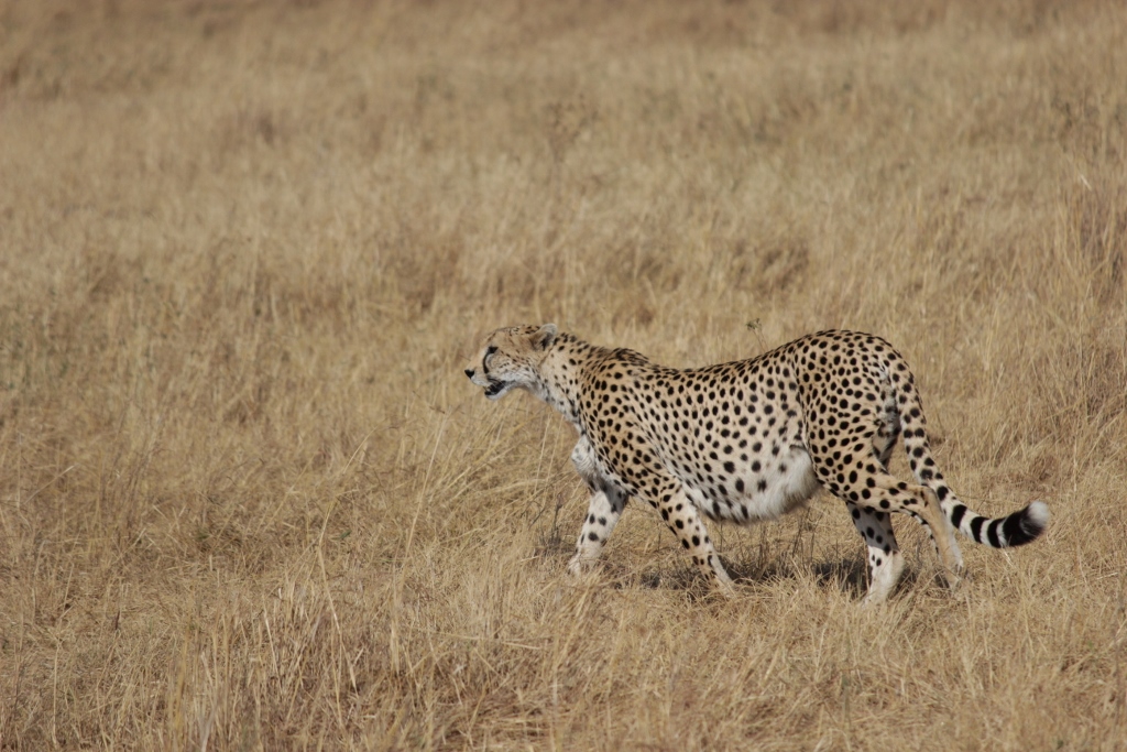 Cheetah is such an amazing creature