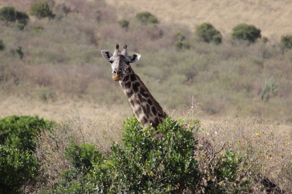 The giraffe noticed us