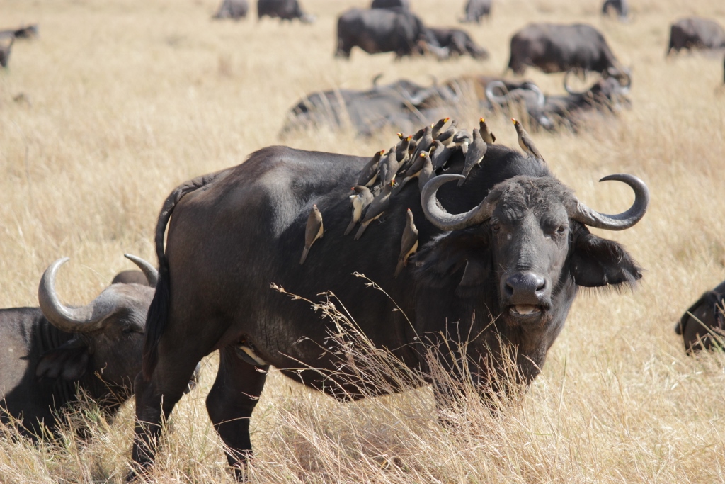 African buffalo with the birds