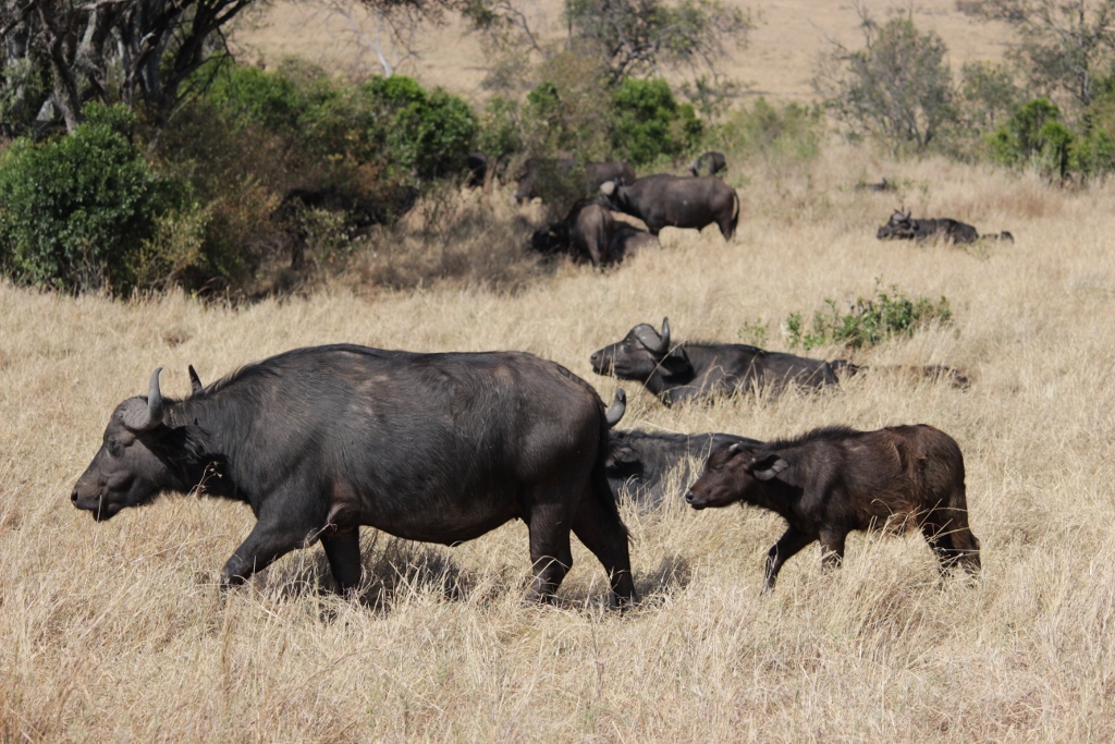 African buffalo leading her kid