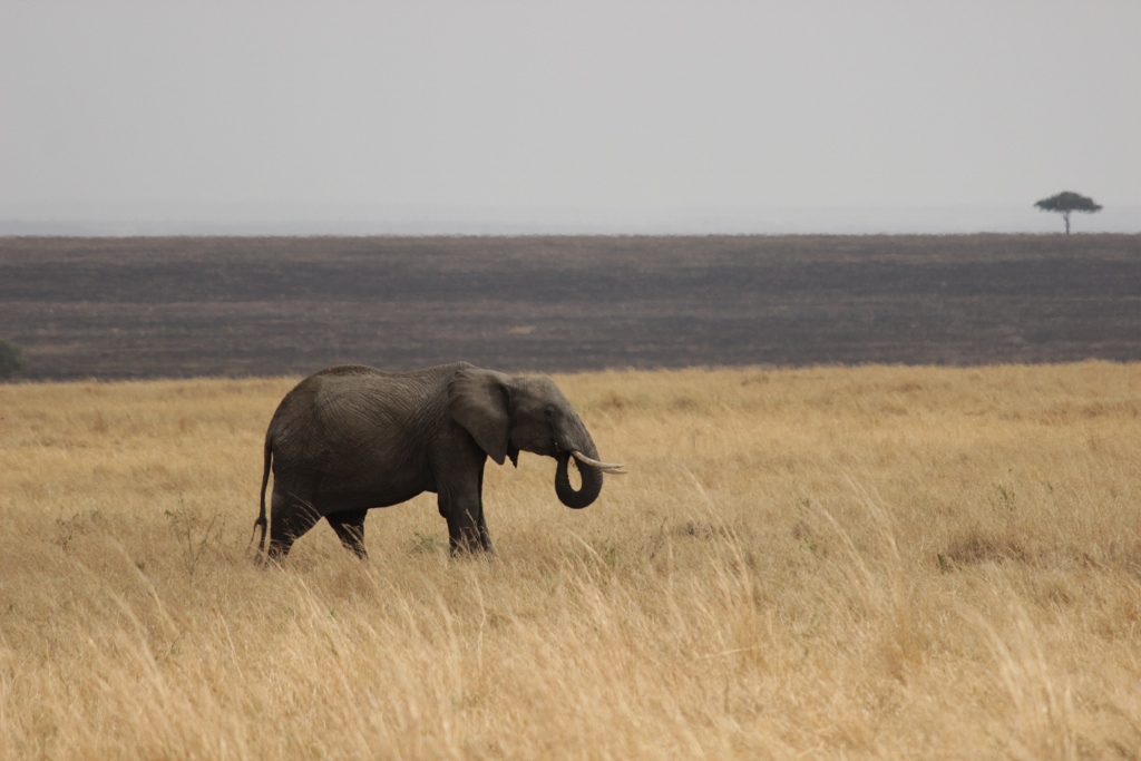 Rare to catch elephant in the open