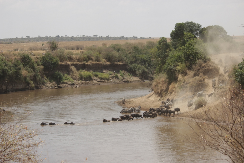 Wildebeest river crossing