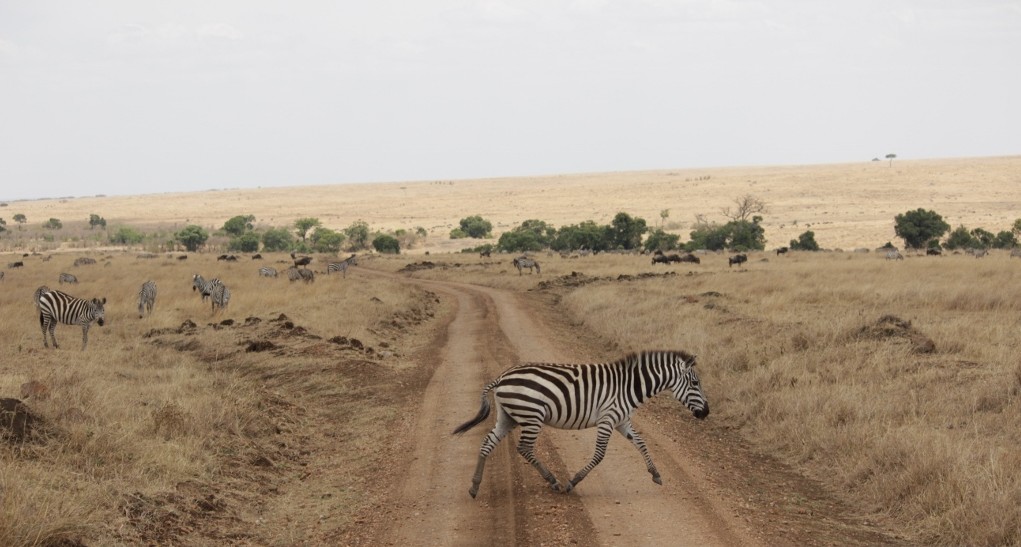 Zebra crossing