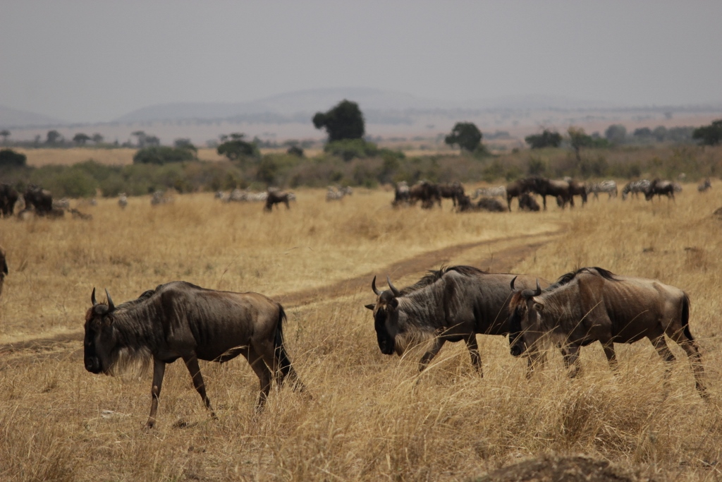 Wildebeest migration