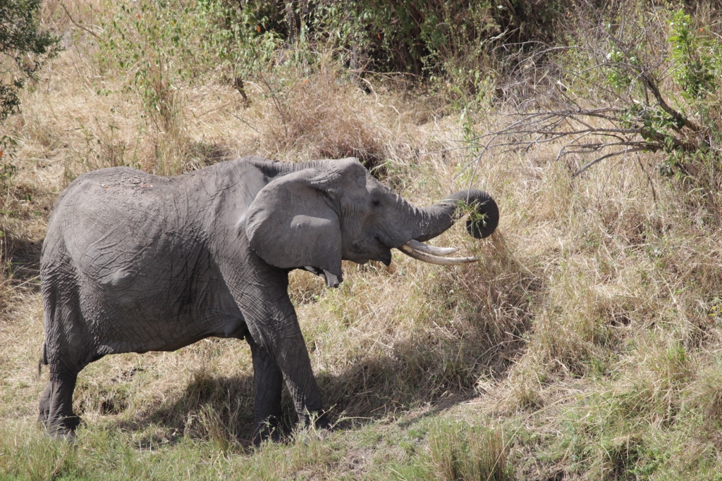 African Elephant