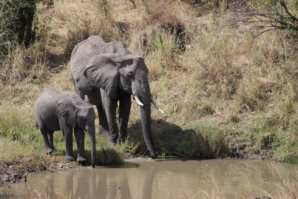 African elephant and cub
