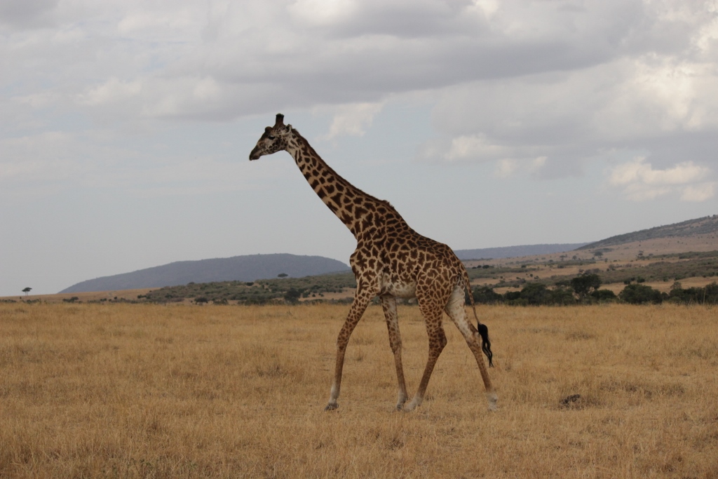 Majestic Giraffe