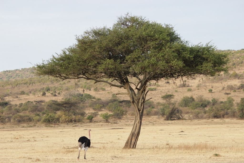 Lone ostrich