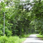 Forest area in Dandeli