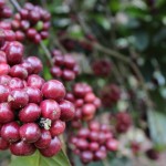 Coffee plant