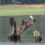 Periyar boating in Thekkady