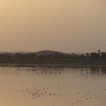 Birds going home at sunset