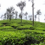 Tea plantations at Ooty