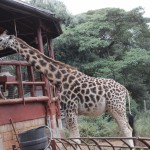 Giraffe reaching out to the platform for feeding